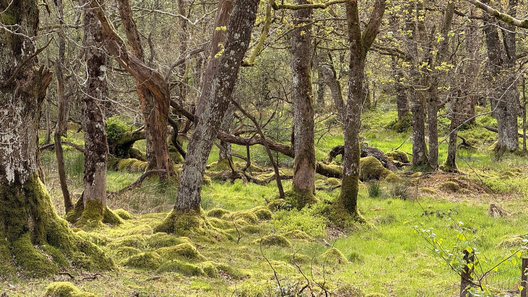 Mossy woodland near Callander
